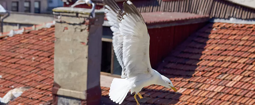 Residential Chimney Animal Removal Solution in Wekiwa Springs, FL
