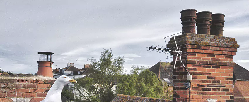 Chimney Cleaning And Restoration in Wekiwa Springs, Florida
